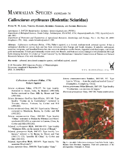 Callosciurus erythraeus (Rodentia: Sciuridae)