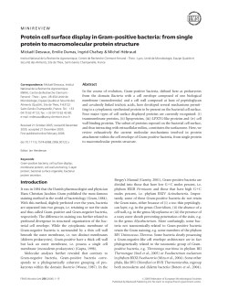 Protein cell surface display in Gram