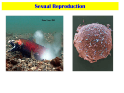 4.1 The Male Reproductive System PPT