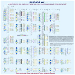 horse gene map - The Havemeyer Foundation