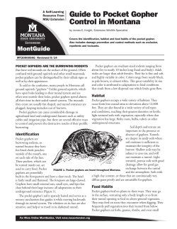 Guide to Pocket Gopher Control in Montana