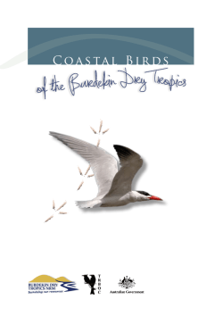 Coastal Birds of the Burdekin Dry Tropics
