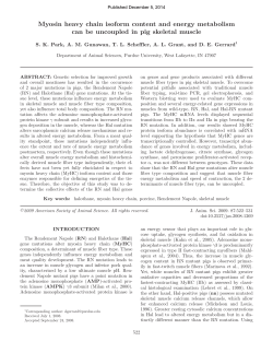 Myosin heavy chain isoform content and energy metabolism can be