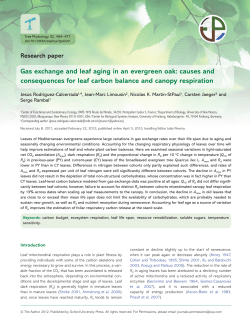 Gas exchange and leaf aging in an evergreen