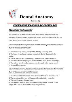 Dental Anatomy