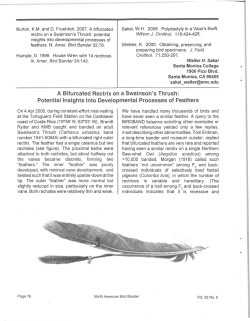 Potential Insights Into Developmental Processes of Feathers