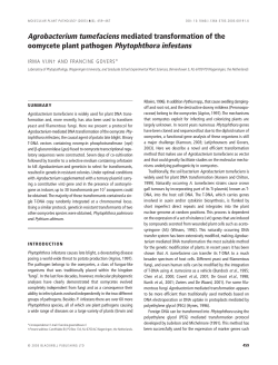 Agrobacterium tumefaciens mediated
