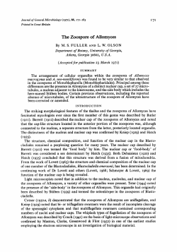 The Zoospore of Allomyces