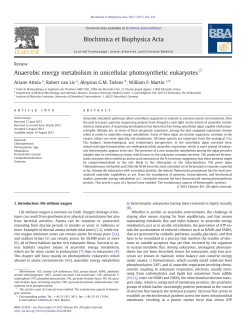 Anaerobic energy metabolism in unicellular