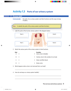Activity 1.3 Parts of our urinary system