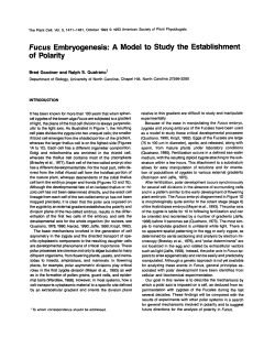 Fucus Embryogenesis: A Model to Study the