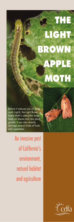 the light brown apple moth