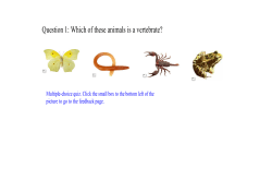 Question 1: Which of these animals is a vertebrate?