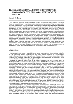 casuarina tree belt in costal-zone in hambantota city