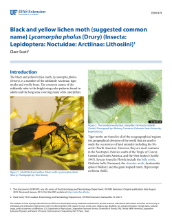 Black and yellow lichen moth (suggested common name)