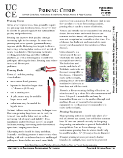 Pruning Citrus - UC Cooperative Extension