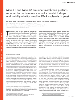 Mdm31 and Mdm32 are inner membrane proteins required for