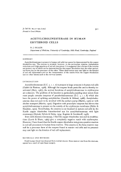 ACETYLCHOLINESTERASE IN HUMAN ERYTHROID CELLS