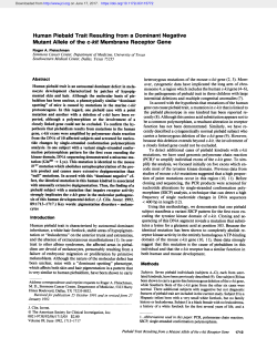 Human Piebald Trait Resulting from a Dominant Negative