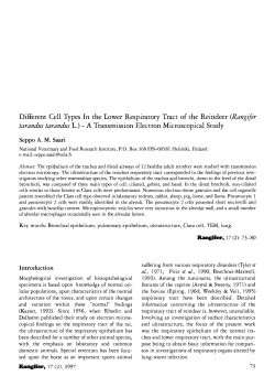 Different Cell Types In the Lower Respiratory Tract of the Reindeer