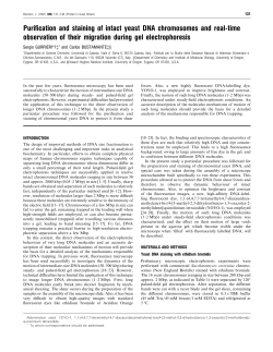 Purification and staining of intact yeast DNA chromosomes and real