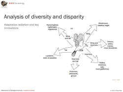 Analysis of diversity and disparity