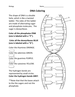 DNA Colouring