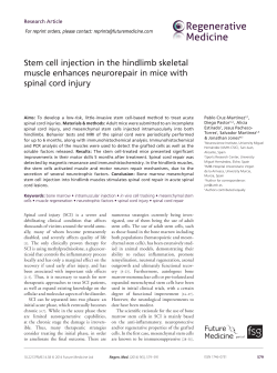Stem cell injection in the hindlimb skeletal muscle enhances