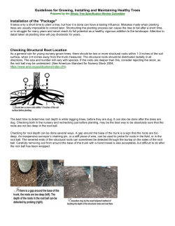 Guidelines for Growing, Installing and Maintaining Healthy Trees