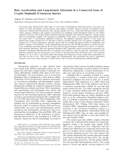 Rate Acceleration and Long-branch Attraction in a Conserved Gene