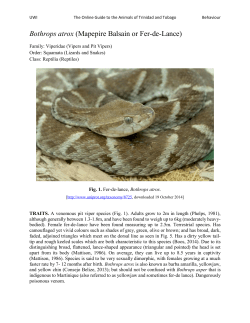 Bothrops atrox (Mapepire Balsain or Fer-de