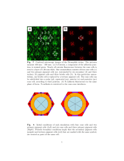 Fig. 7. Confocal microscopy images of the Drosophila retina. The