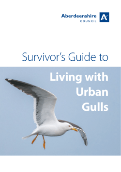 Survivor`s Guide to Living with Urban Gulls