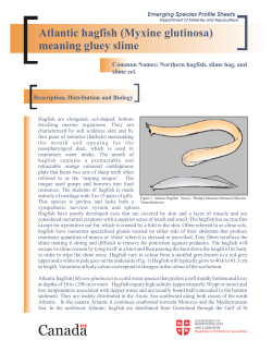 Atlantic hagfish - Department of Fisheries and Aquaculture