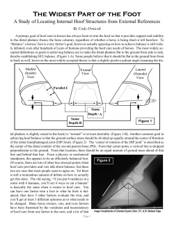 The Widest Part of the Foot - Equine Lameness Prevention