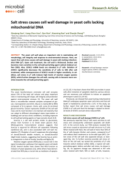 Salt stress causes cell wall damage in yeast cells