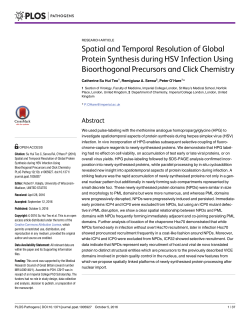 Spatial and Temporal Resolution of Global Protein Synthesis