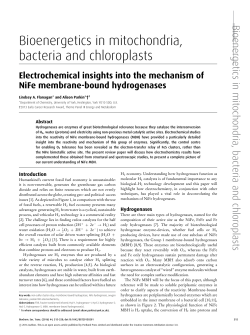 Electrochemical insights into the mechanism of NiFe membrane