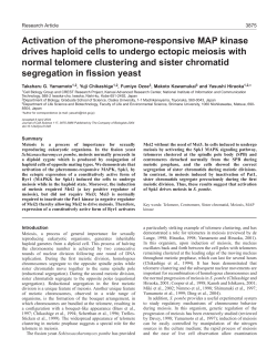 Activation of the pheromone-responsive MAP kinase drives haploid