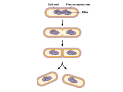 Prokaryote metabolism notes