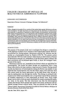 Colour change of petals in Malvaviscus