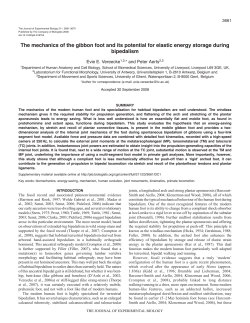 The mechanics of the gibbon foot and its potential for elastic energy