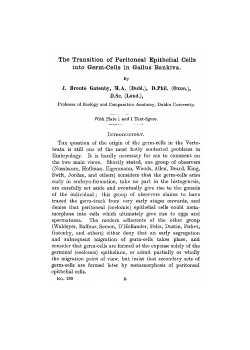 The Transition of Peritoneal Epithelial Cells into Germ