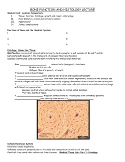Bone Function and Histology Lecture Part 1