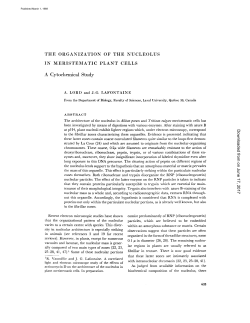 THE ORGANIZATION OF THE NUCLEOLUS IN MERISTEMATIC