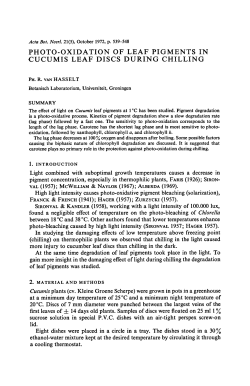 Photo-oxidation of leaf pigments in Cucumis leaf