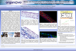 (3D) tissue model of the human kidney proximal