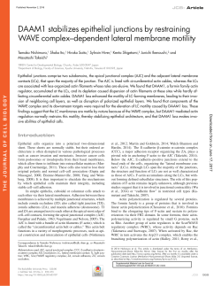 DAAM1 stabilizes epithelial junctions by restraining WAVE complex