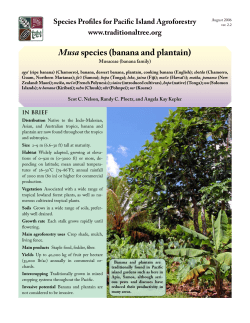 Musa species (bananas and plantains)