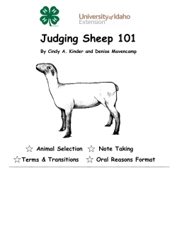 Judging Sheep 101